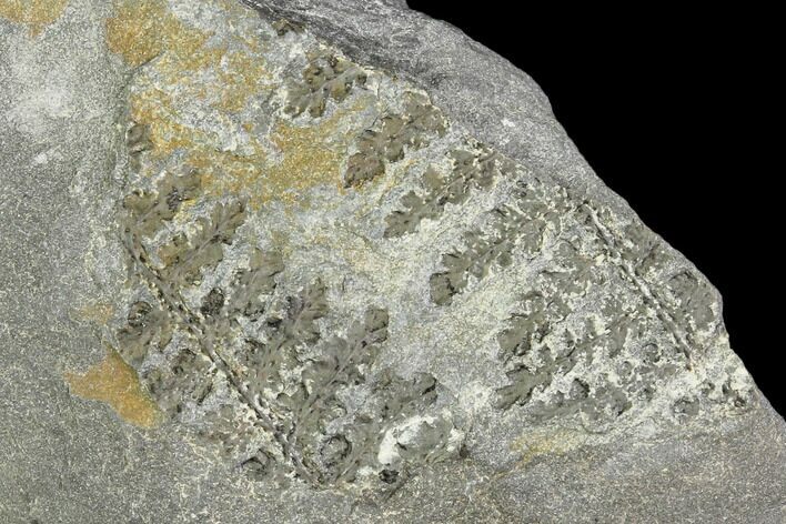 Pennsylvanian Fossil Fern (Lyginopteris) - Alabama #112734